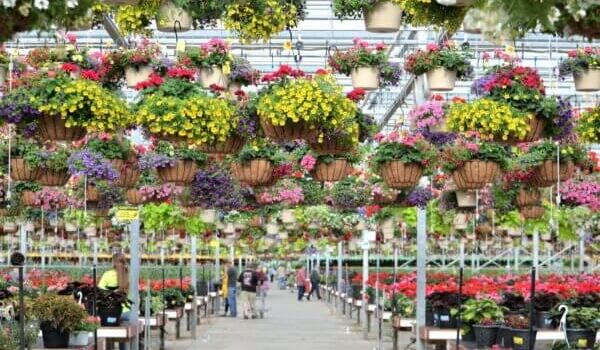 Hanzely's Garden Center