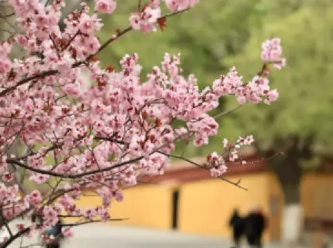 Migliori 10 Fioriture Primaverili a Lhasa