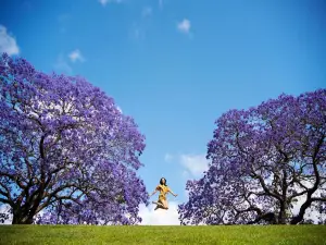 Grafton Jacaranda Festival