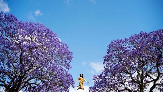 Grafton Jacaranda Festival