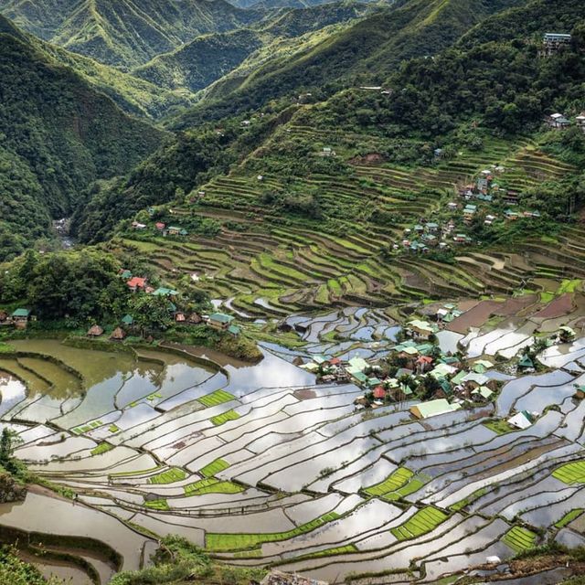 Rice Terraces