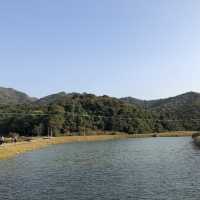 #親子游#慢步馬鞍山至榕樹澳村欣賞紅樹林