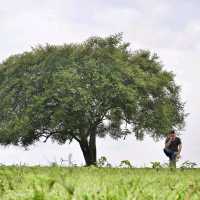 3 Must Visit Places in Banyuwangi