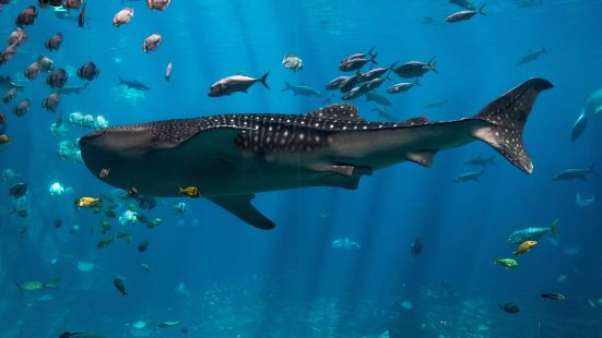 佐治亞水族館