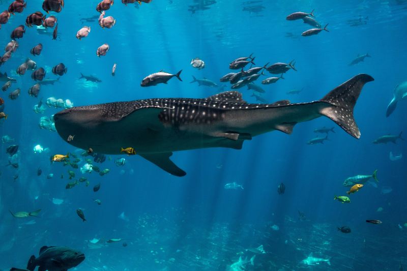 佐治亞水族館