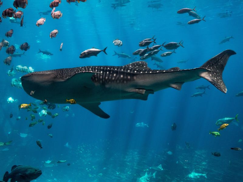 佐治亞水族館