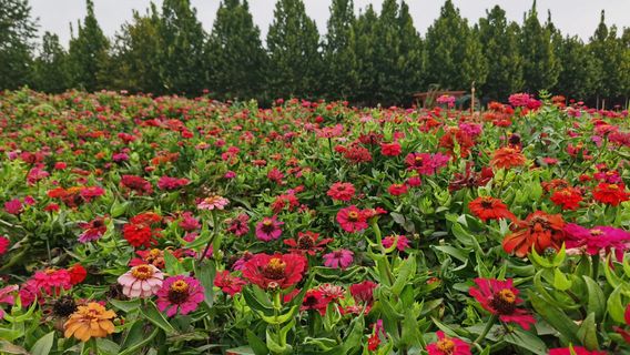 東明黃河森林公園