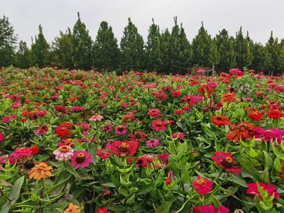 Dongminghuanghe Forest Park