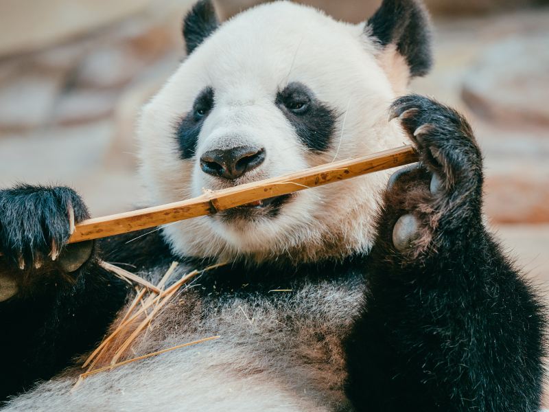 欒川竹海野生動物園