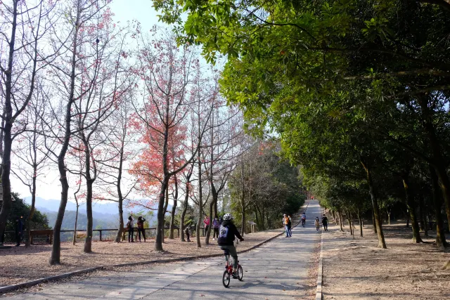 【踩單車好去處】20258條踩單車路線推介  少人、有海景、新手學踩單車地方 