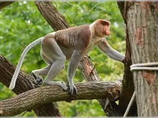 长鼻猴保护区是一个以独特的自然生态环境为主体的地方，长鼻猴也