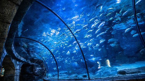 Губернатор Чжоу Полярный океанский парк