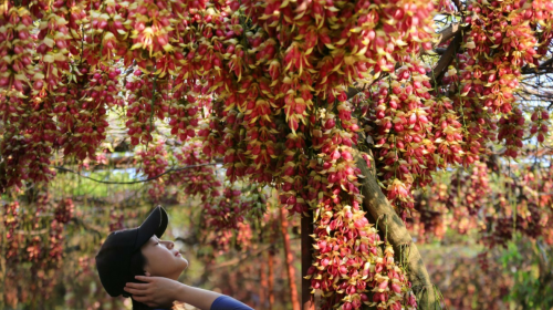 Huangjinbu Colorful Mucuna Birdwoodiana Flower Base