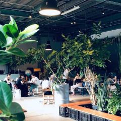 Little Darling Coffee Roasters User Photo