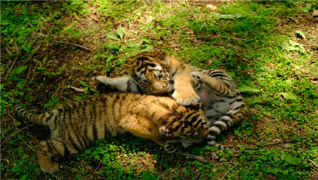 Northeast Tiger Forest Park