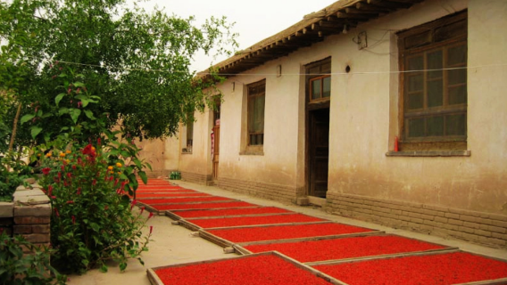 Zhongning Ten-Thousand-Mu Goji Berry Sightseeing Garden