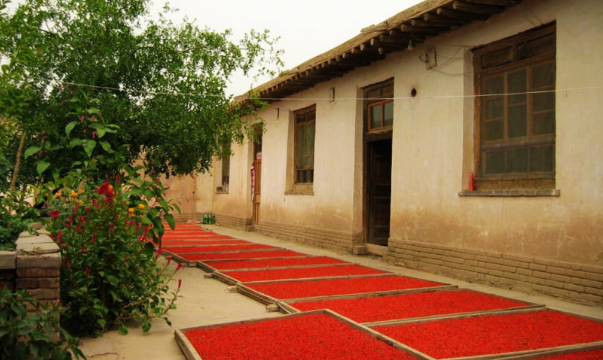 Zhongning Ten-Thousand-Mu Goji Berry Sightseeing Garden