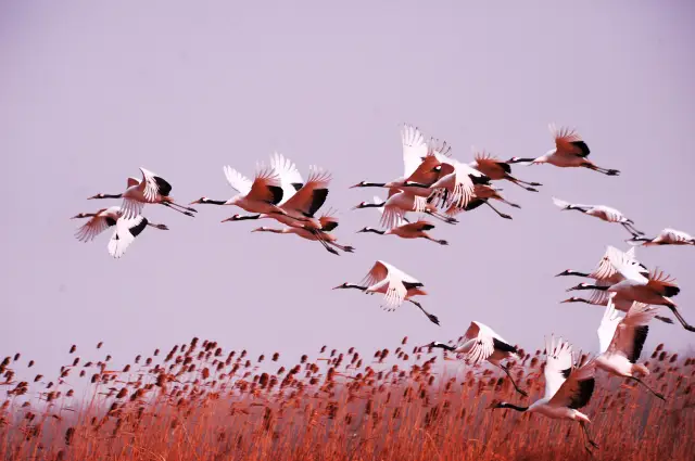 Bird watching in Yancheng