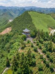 龍雲山茶博園