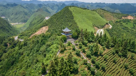 龍雲山茶博園