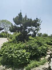 Liaocheng Botanical Garden