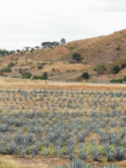 Campo Agavero Turístico