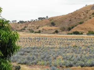 Campo Agavero Turístico