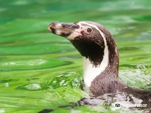 La Aurora Zoo
