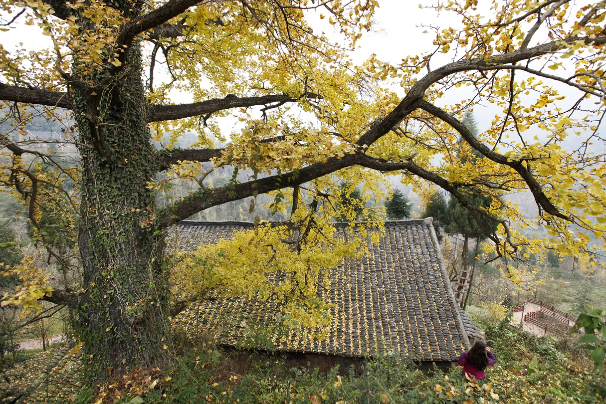 5_Tuo Le Ancient Ginkgo Scenic Ared