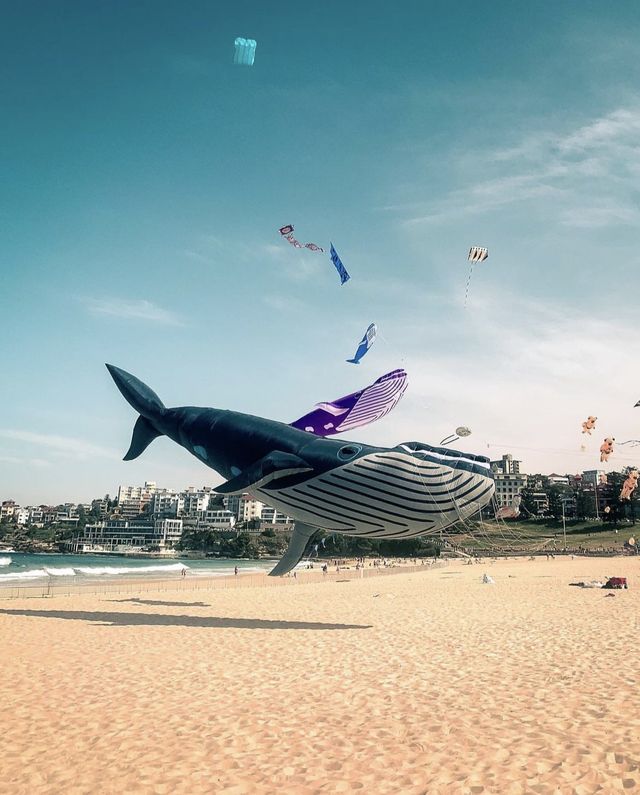 Festival of the Winds in Bondi Beach | Bondi Beach