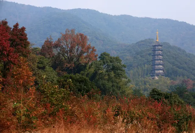 Maple Leaf Viewing in Ningbo