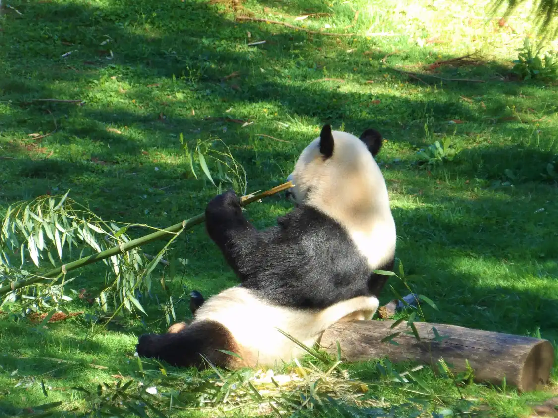 미국 국립동물원 주변 호텔