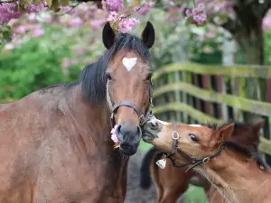 Irish National Stud & Gardens
