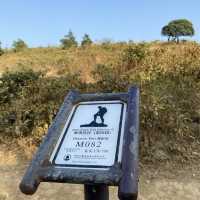 #親子游#馬鞍山郊野公園 | 第一次三姐妹一齊行山