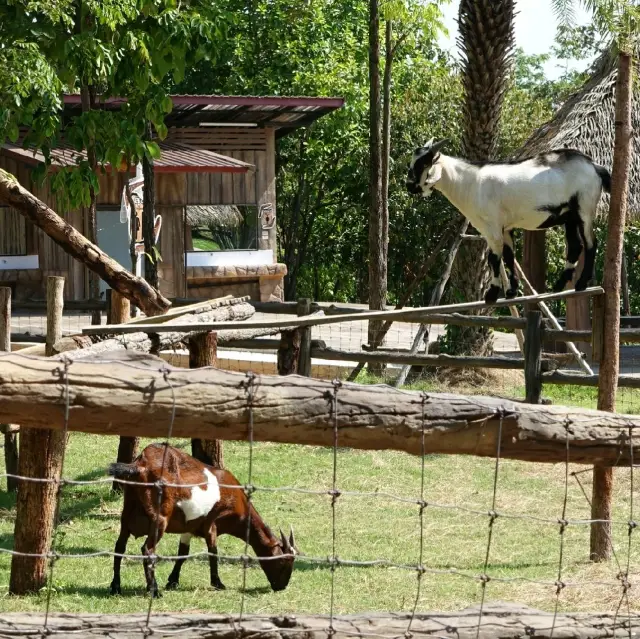  สวนสัตว์ขอนแก่น modern zoo