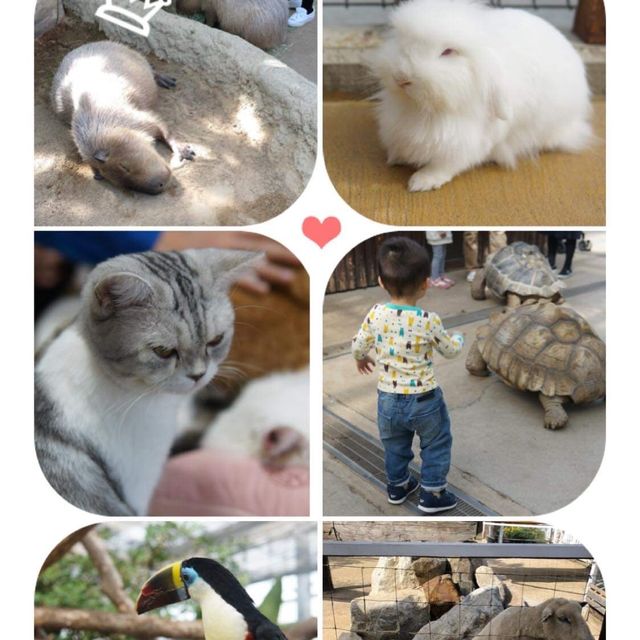 【 高質好玩的親子動物園 】