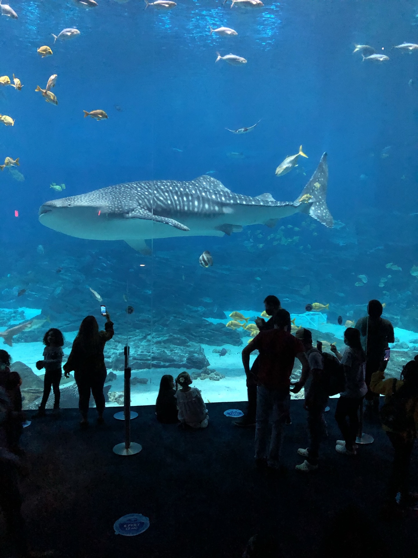 アトランタ ジョージア水族館 評判 案内 トリップドットコム アトランタ ジョージア水族館 評判 案内 トリップドットコム