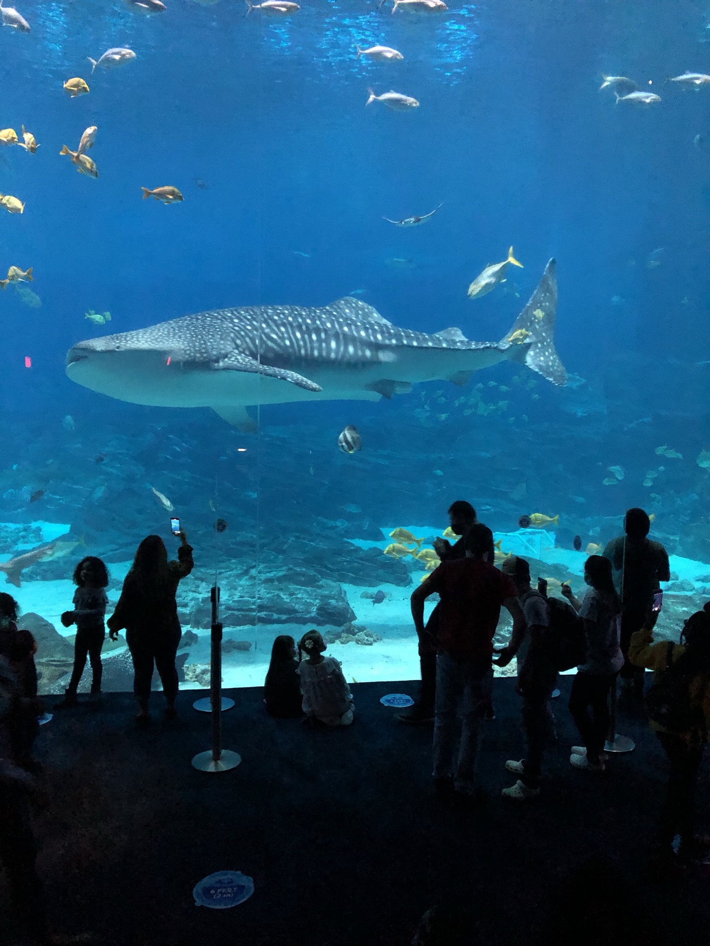 アトランタ ジョージア水族館 評判 案内 トリップドットコム