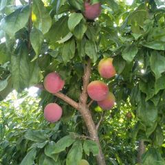 大丰收农家园 User Photo