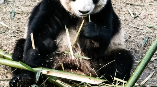 核桃坪保護大熊貓研究中心