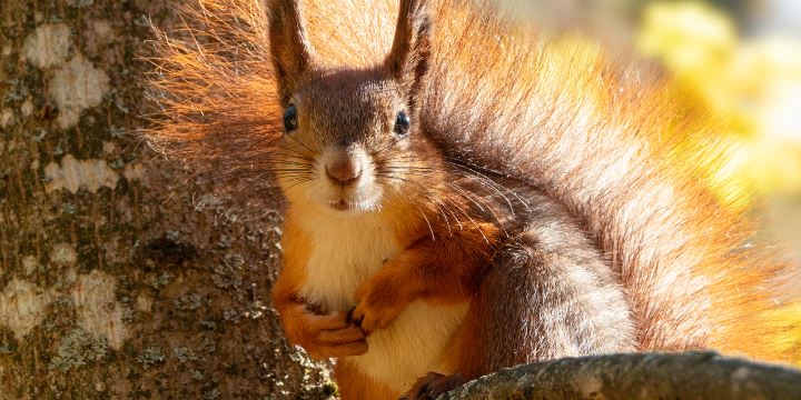 五龍山野生動物王國