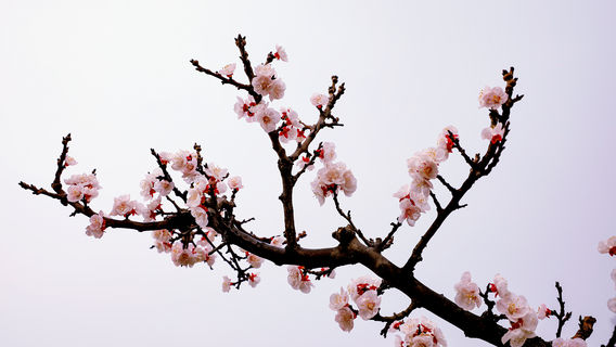 Lantian