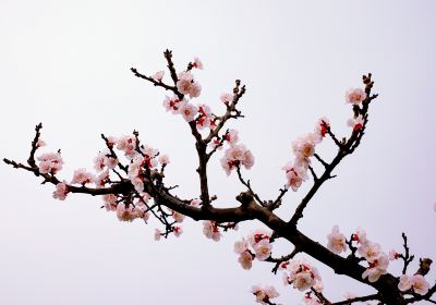 Huaxu Apricot Flower Valley