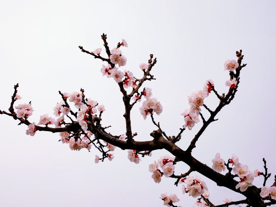 Huaxu Apricot Flower Valley