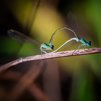 3-звездочные отели в г. Петалинг-Джая