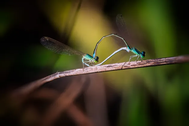 2-звездочные отели в г. Ампанг Джая