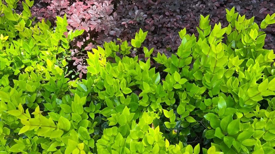 飘然餐厅(八二五总店)