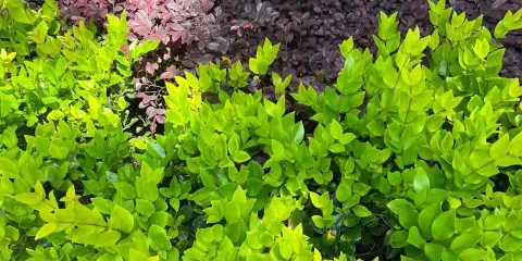 飄然餐廳