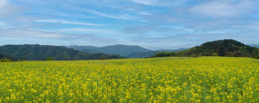 Minsheng Flower Sea