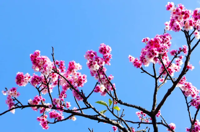 陽明山櫻花季